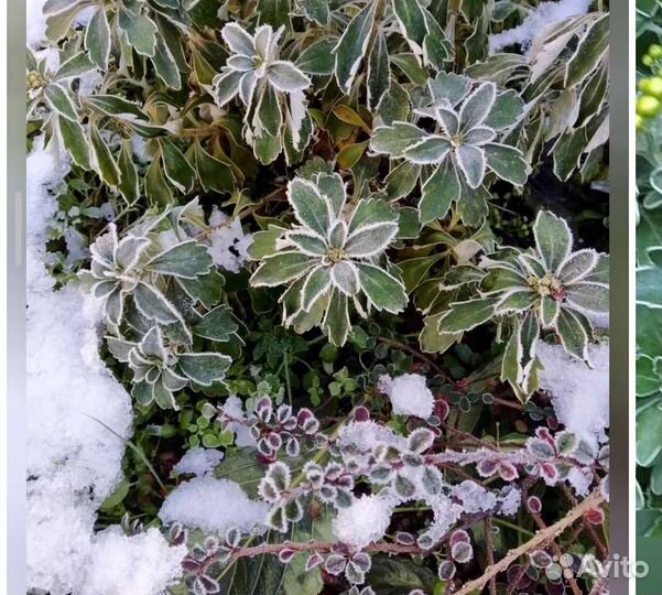 Аджания пацифика