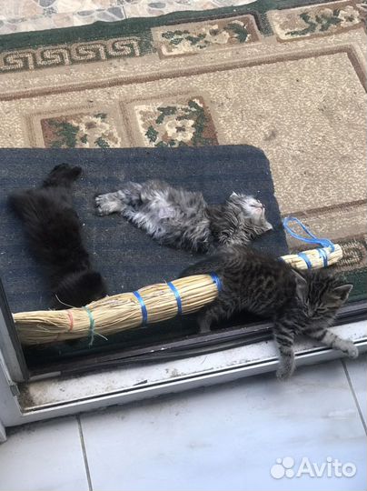 Отдам в добрые руки миленьких котяток