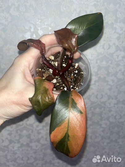 Филодендрон Блек кардинал вариегатный