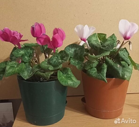 Цикламен персидский, цветущий