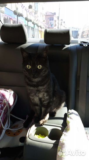 Потерялся кот