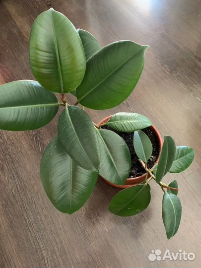 Фикус, филодендрон