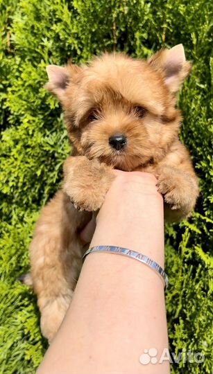 Йоркширский терьер мини