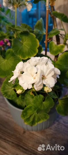 Пеларгония герань