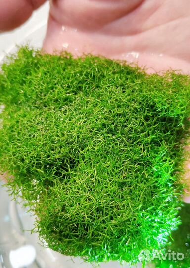 Пистия, риччия, роголистник для декора аквариума
