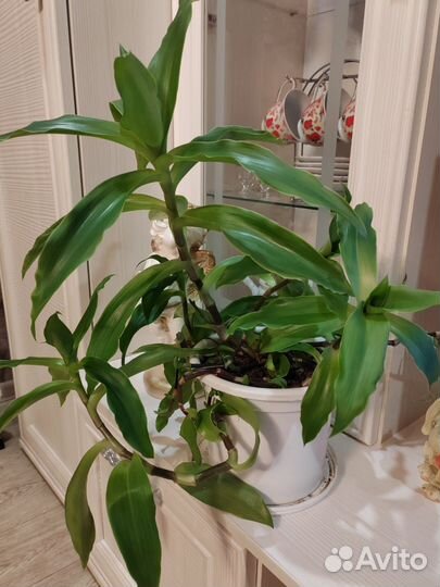 Золотой ус, пассифлора