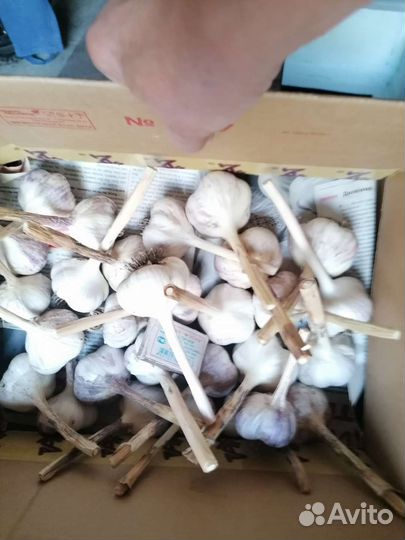 Озимый чеснок