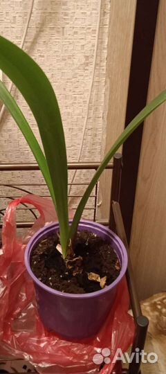 Гиппиаструм