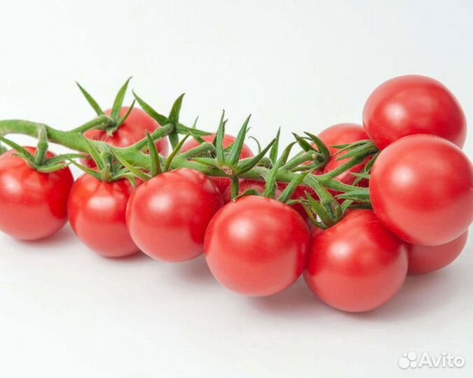 Семена Томата 