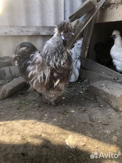 Петух китайский шелковый