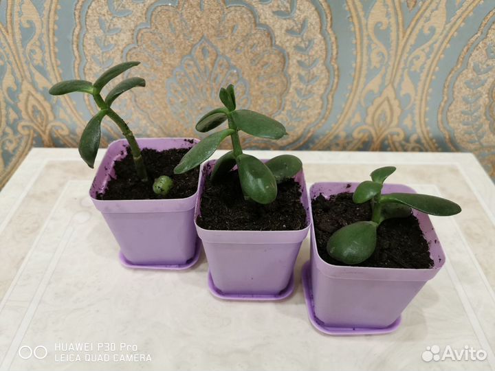 Толстянка (денежное дерево)