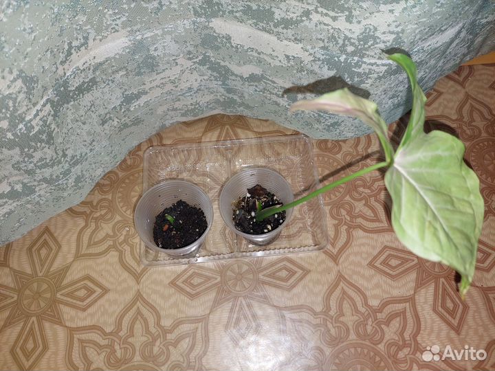 Сциндапсус, монстера, филодендрон