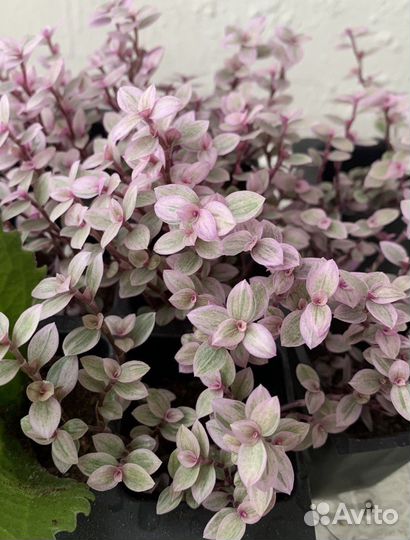 Каллизия pink panther