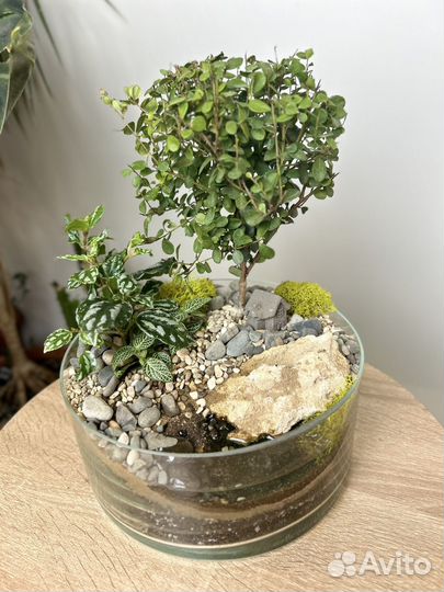 Флорариум с бонсай