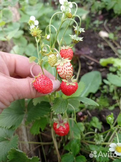 Дуги для парника. Саженцы