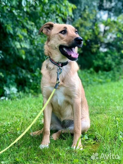 Собака девочка Марта 1 год