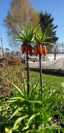 Рябчик императорский