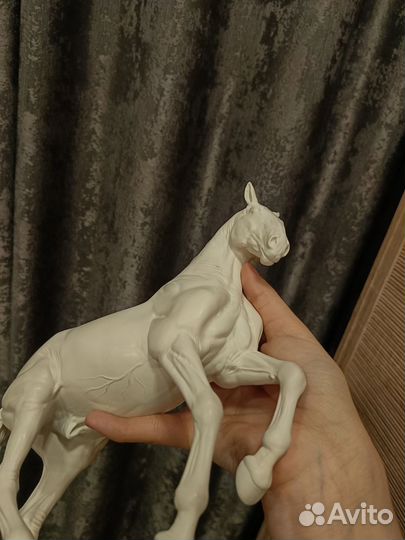 Гальего трад Anky