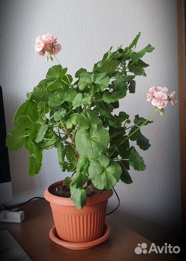 Пеларгония (герань)