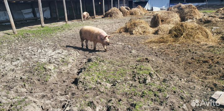 Мясо свинина домашняя