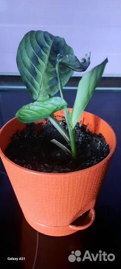 Маранта триколор