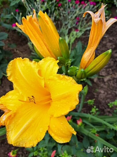 Цветы многолетники