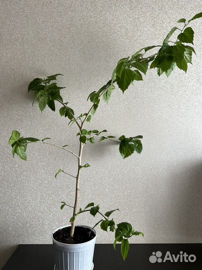 Китайская роза