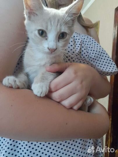 Котики в добрые руки бесплатно