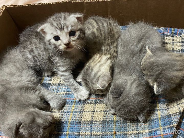 Шотландские котята