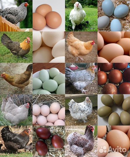 Инкубационное яйцо