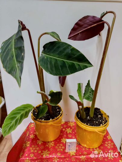 Калатея Варшевича XXL