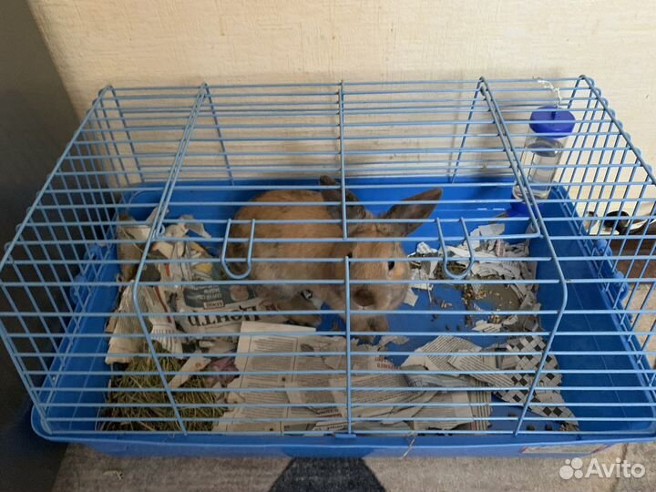 Кролик + клетка