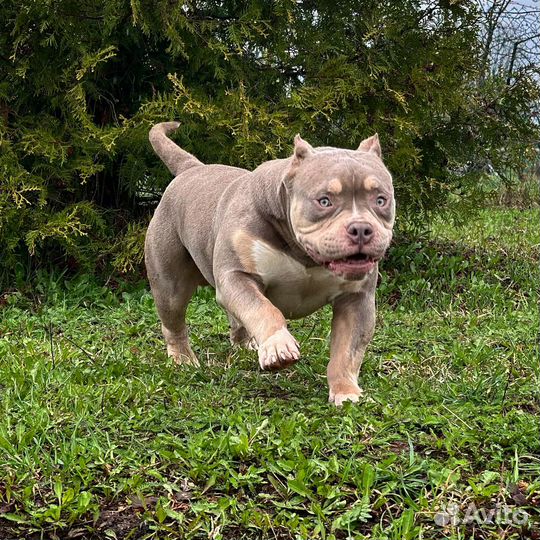 Американский булли покет вязка