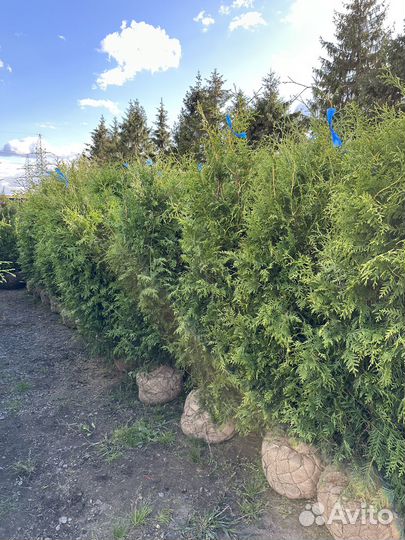 Туя Брабант из питомника