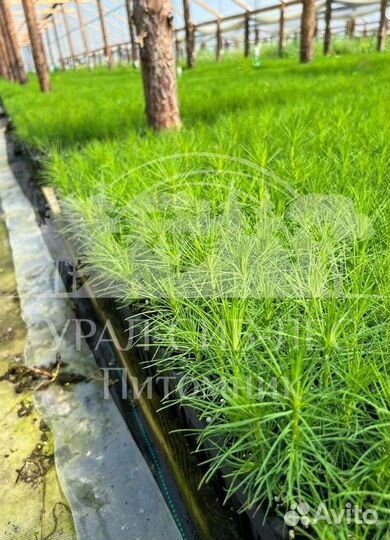 Голубая ель с зкс сеянцы