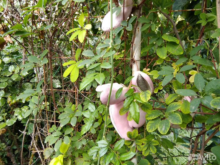 Перечное дерево или витекс священный