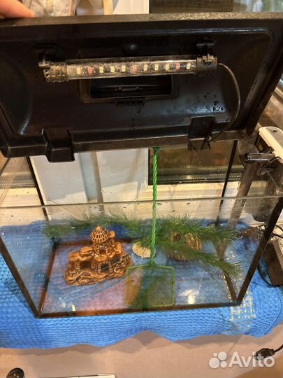 Аквариум для новичка и не только