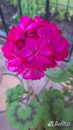 Пеларгония герань - розебудная
