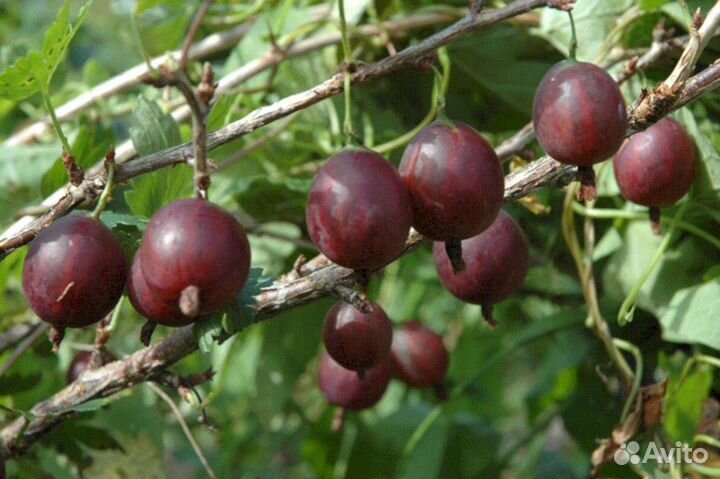 Саженцы крыжовника Олави