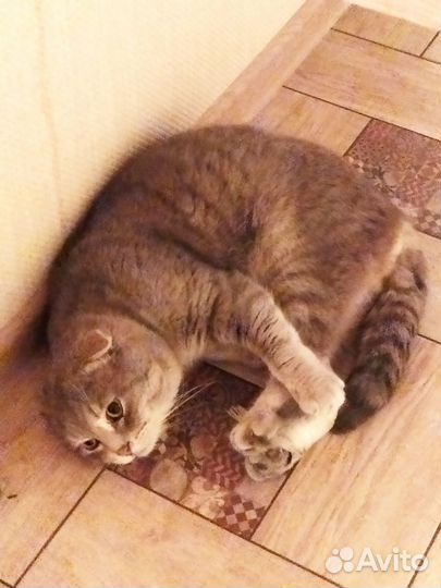 Вислоухий кот