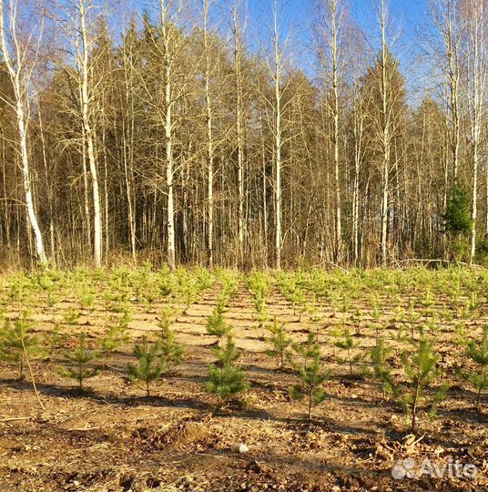 Саженцы березы, сосны и ели оптом от 500 штук