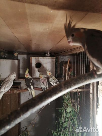 Попугаи Карелла