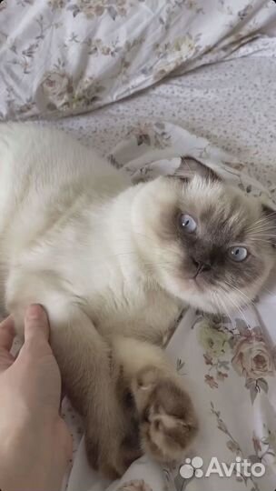 Кот в добрые руки