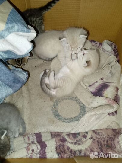 Вислоухие котята в добрые руки