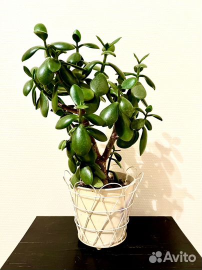 Домашние растения цветы