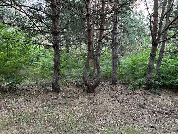 Участок 20 сот. (СНТ, ДНП)