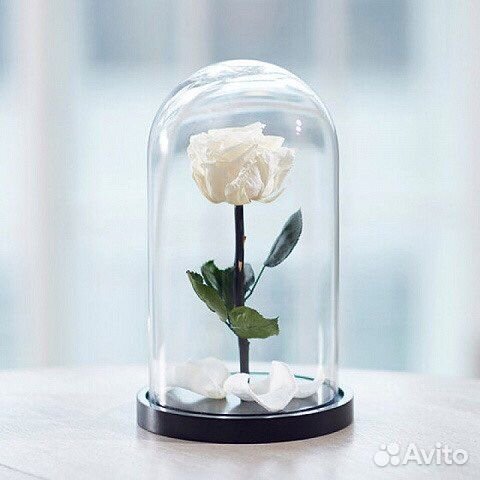 Белые розы в колбе