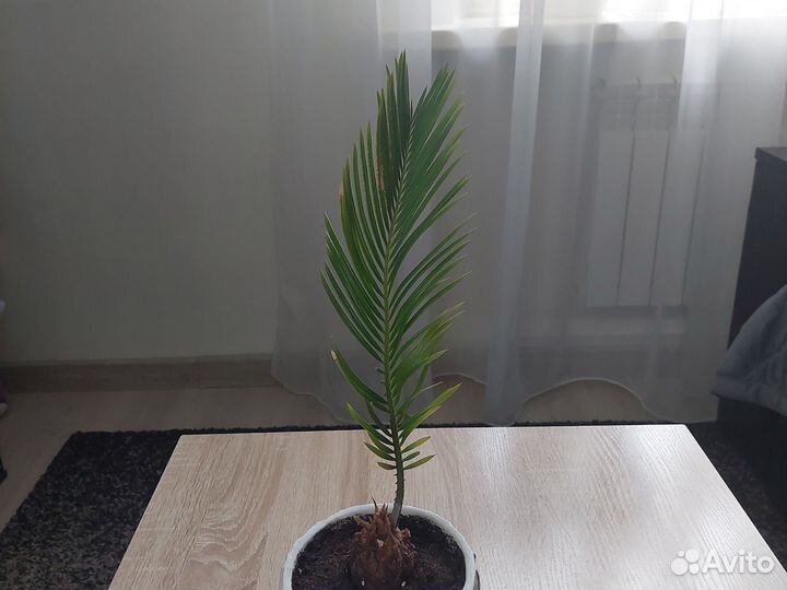 Пальма цикас