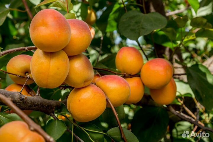 Абрикосовые деревья саженцы