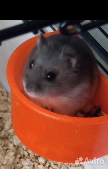 Джунгарики